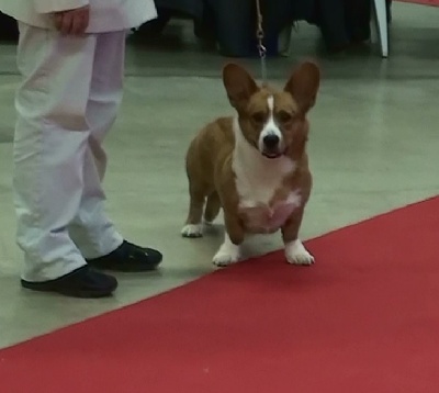 de la Deesse Hera - Paris dog show 12/01/2014