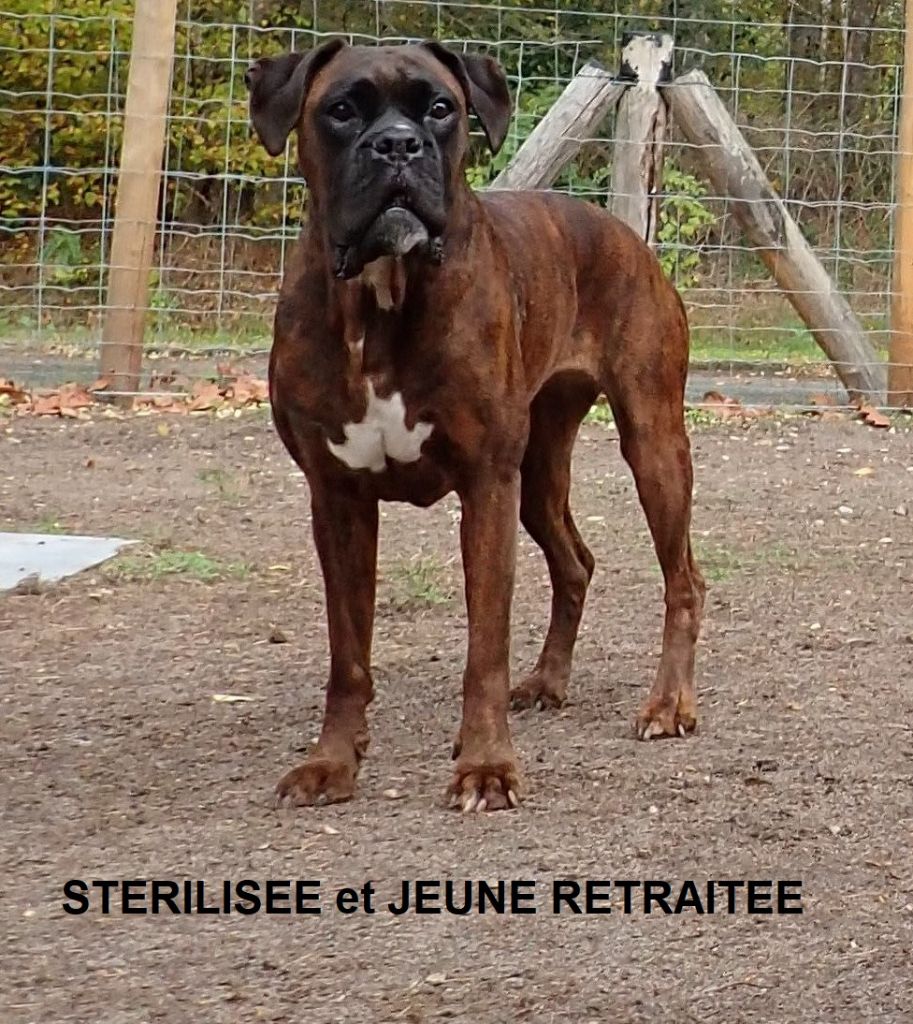 STERILISEE et RETRAITEE