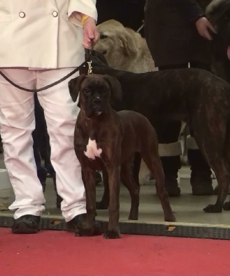 de la Deesse Hera - Paris dog show 11/01/2014